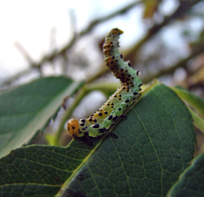 bruco mangia-rose - Arge ochropus  (Hym. Argidae)